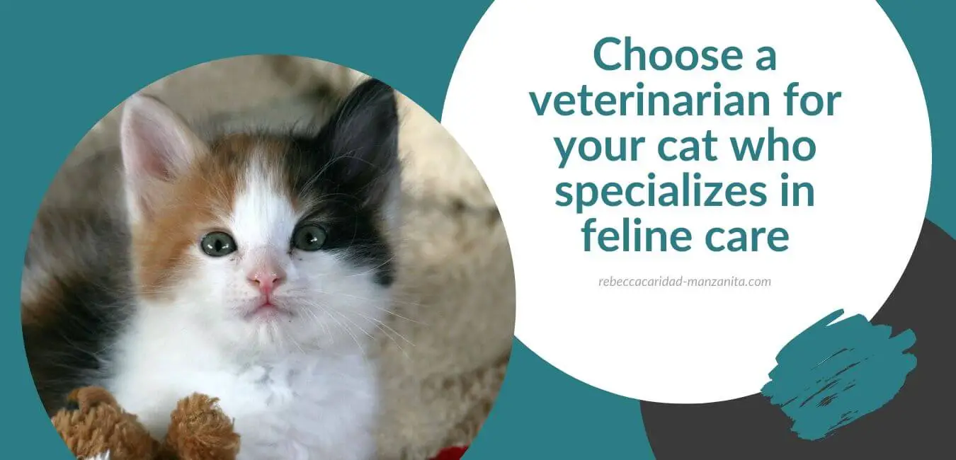 Choose a veterinarian for your cat who specializes in feline care