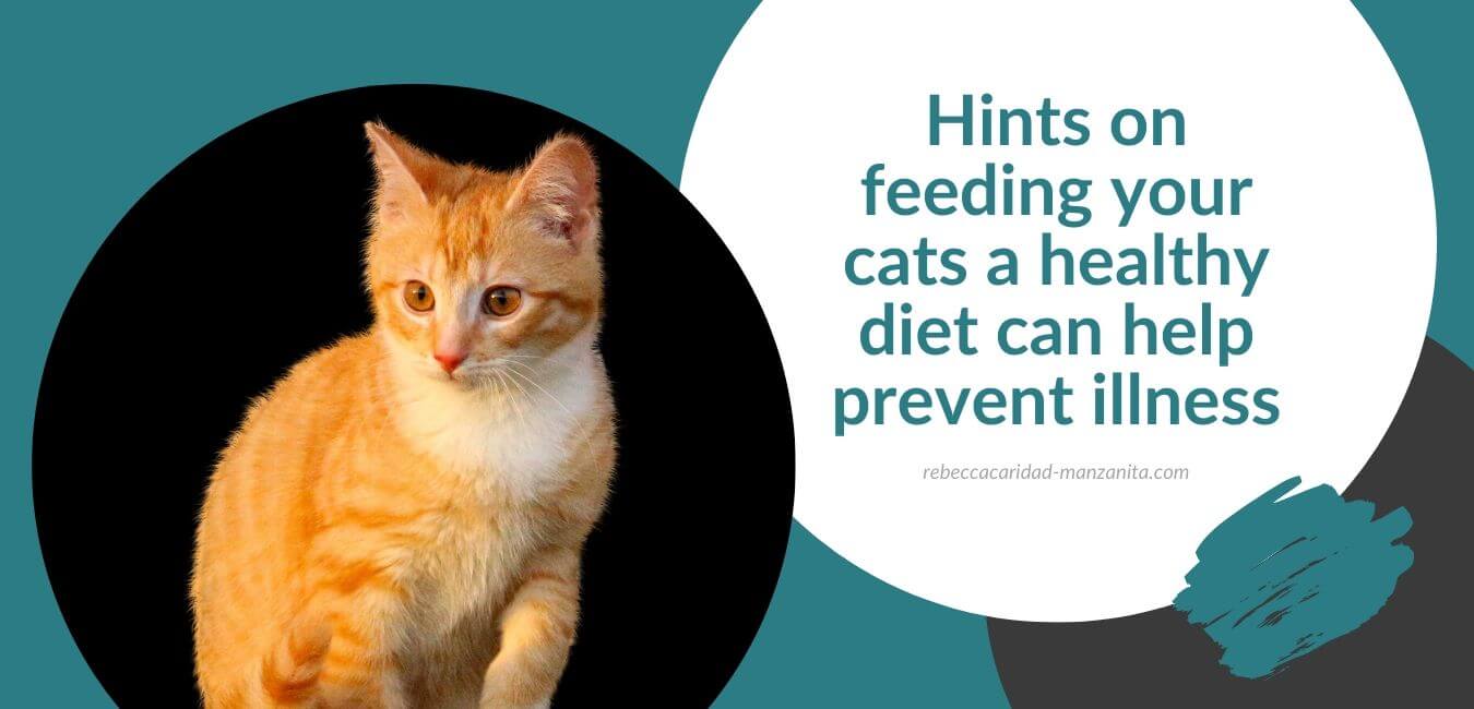 Feeding your cat a healthy diet can help prevent illness