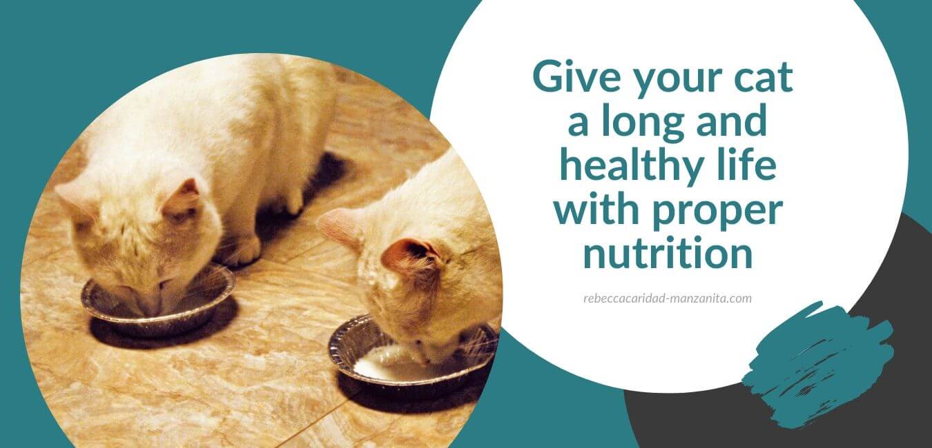 Give your cat a long and healthy life with proper nutrition