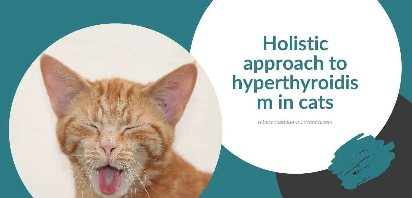 Holistic approach to hyperthyroidism in cats