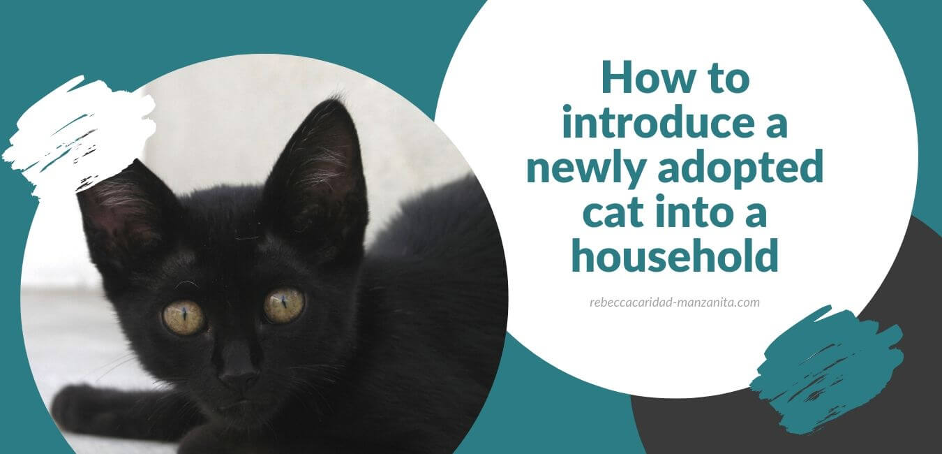 How to introduce a newly adopted cat into a household