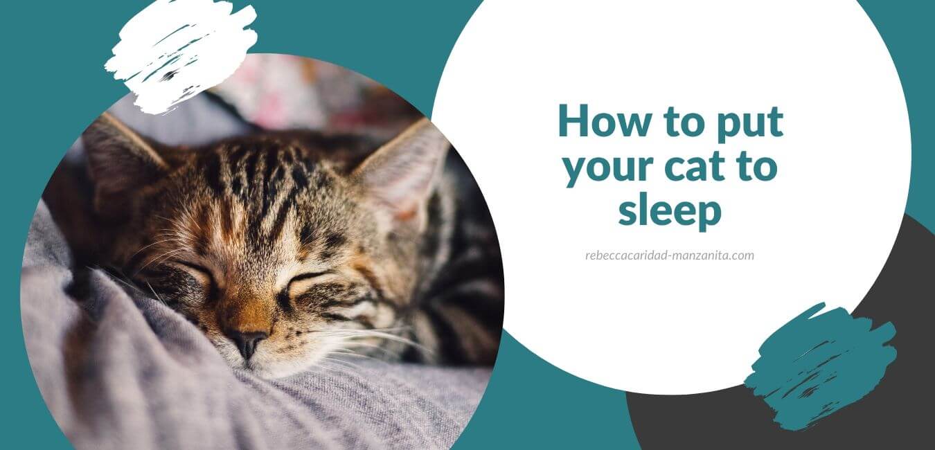 How to put your cat to sleep