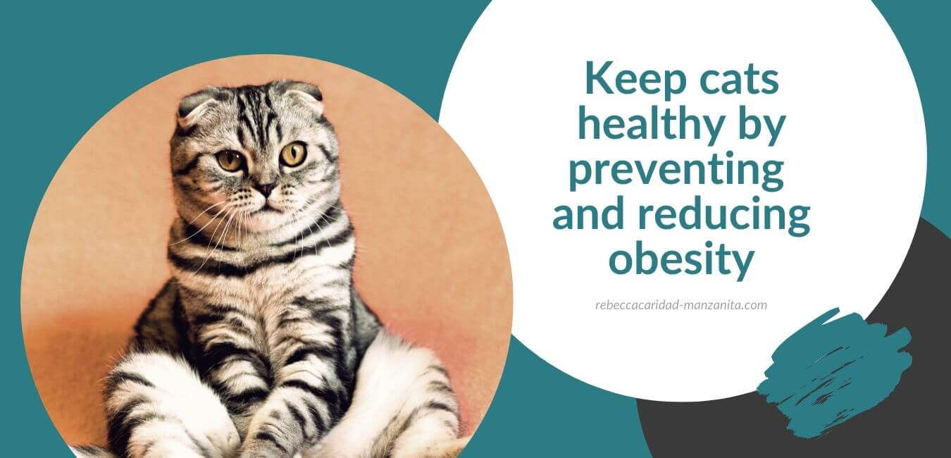 Keep cats healthy by preventing and reducing obesity