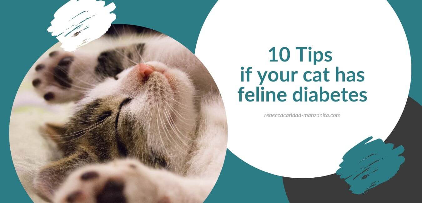 Tips if your cat has feline diabetes