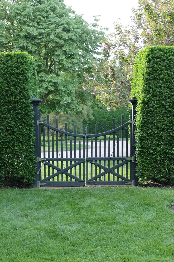 A privacy hedge, or privet, with a swinging garden gate makes for a classic entry to this garden