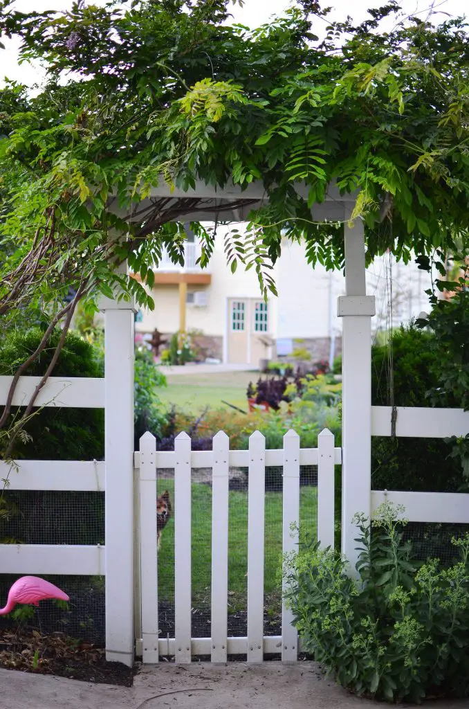 A white garden gate with chicken wire, wisteria and a plastic pink flamingo make for an eclectic garden in Philadelphia.