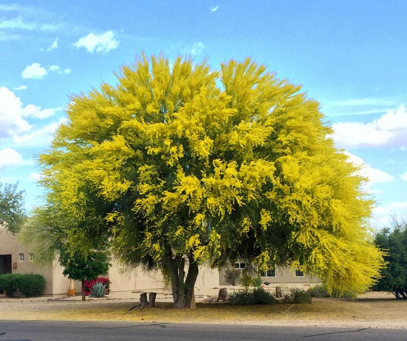 Blue Palo Verde (Parkinsonia florida)