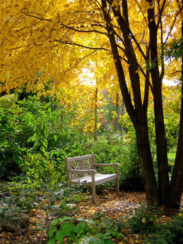 Katsura Tree (Cercidiphyllum japonicum)