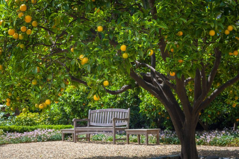 Orange tree