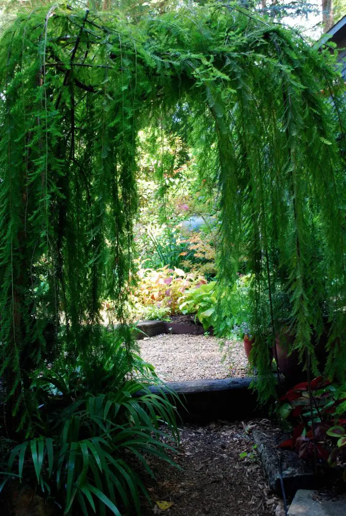 This garden in Charlotte, North Carolina, features a trellis gate made from ‘Cascade Falls’ weeping bald cypress.