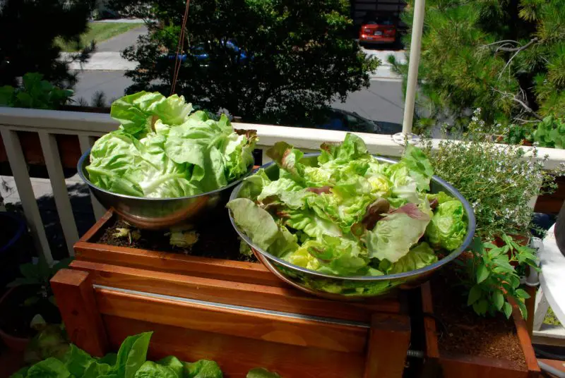 Try fresh summer salads to avoid using your oven and stovetop.