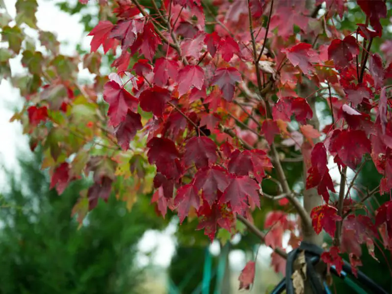 ‘Brandywine’ red maple (Acer rubrum ‘Brandywine’)