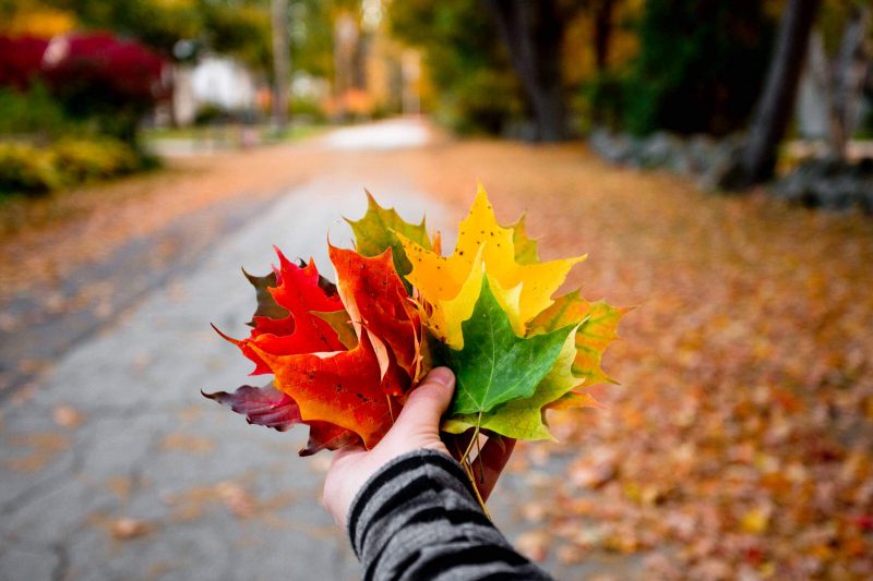 Collect Leaves for Day of Decorations